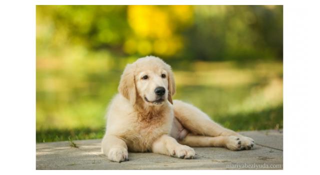 Щенки золотистого ретривера в питомнике Goldberry Щенки золотистого ретривера в питомнике Goldberry