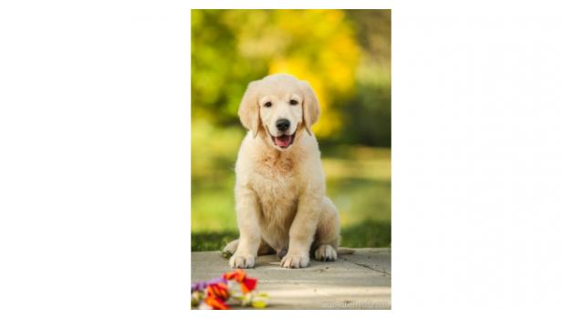 Щенки золотистого ретривера в питомнике Goldberry Щенки золотистого ретривера в питомнике Goldberry