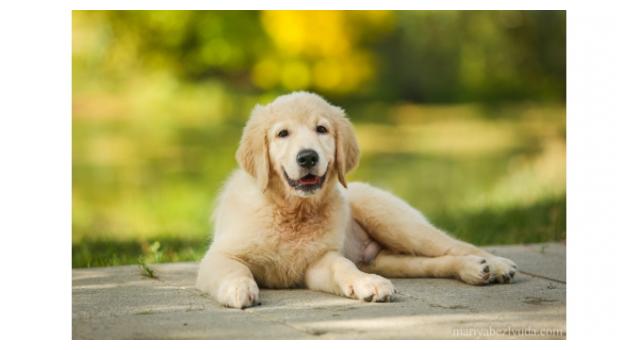 Щенки золотистого ретривера в питомнике Goldberry Щенки золотистого ретривера в питомнике Goldberry