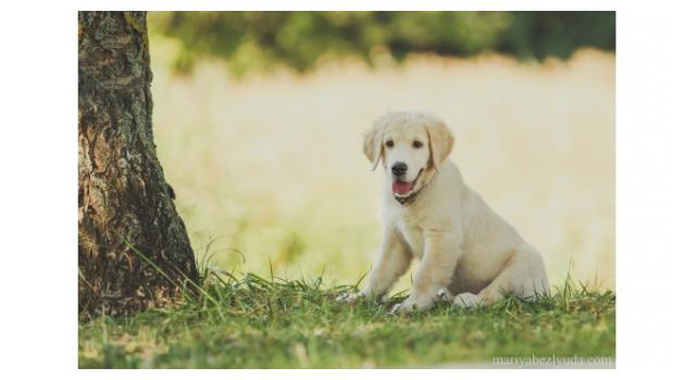 Щенки золотистого ретривера в питомнике Goldberry Щенки золотистого ретривера в питомнике Goldberry