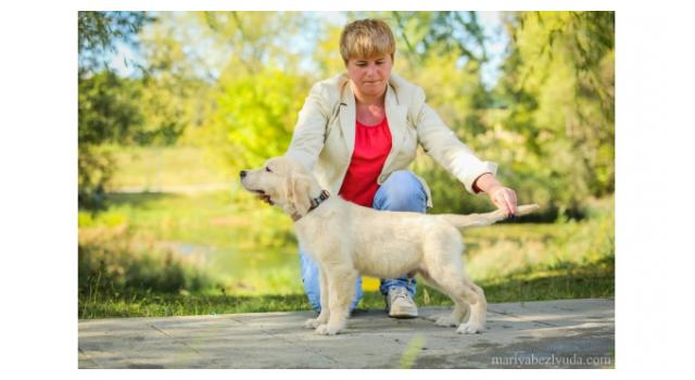 Щенки золотистого ретривера в питомнике Goldberry Щенки золотистого ретривера в питомнике Goldberry