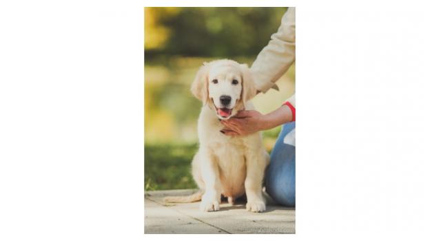 Щенки золотистого ретривера в питомнике Goldberry Щенки золотистого ретривера в питомнике Goldberry