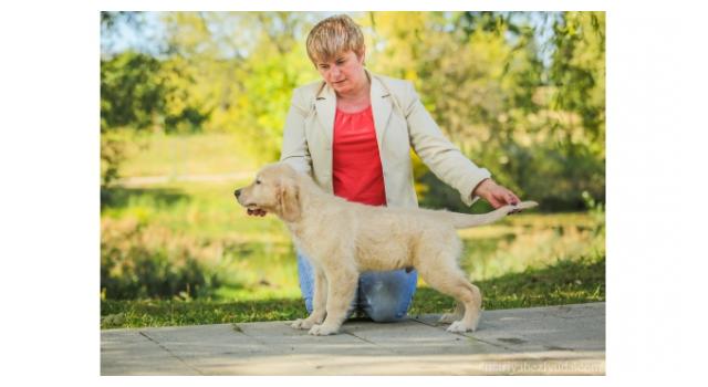 Щенки золотистого ретривера в питомнике Goldberry Щенки золотистого ретривера в питомнике Goldberry