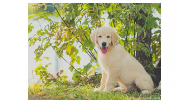 Щенки золотистого ретривера в питомнике Goldberry Щенки золотистого ретривера в питомнике Goldberry