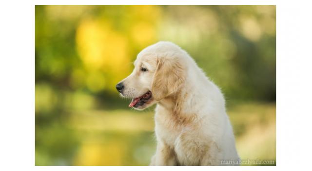 Щенки золотистого ретривера в питомнике Goldberry Щенки золотистого ретривера в питомнике Goldberry