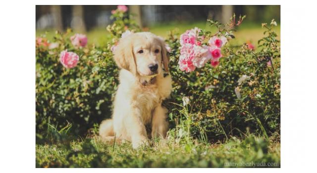 Щенки золотистого ретривера в питомнике Goldberry Щенки золотистого ретривера в питомнике Goldberry