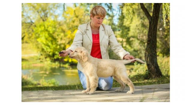 Щенки золотистого ретривера в питомнике Goldberry Щенки золотистого ретривера в питомнике Goldberry