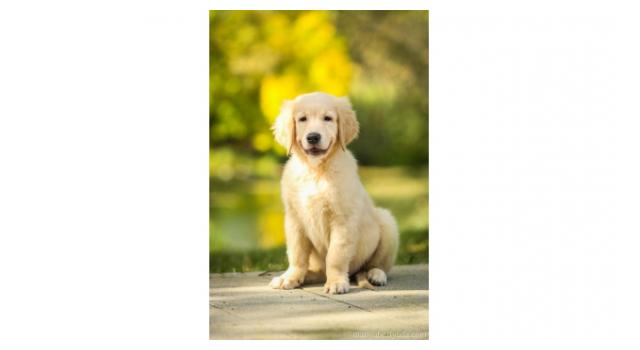 Щенки золотистого ретривера в питомнике Goldberry Щенки золотистого ретривера в питомнике Goldberry