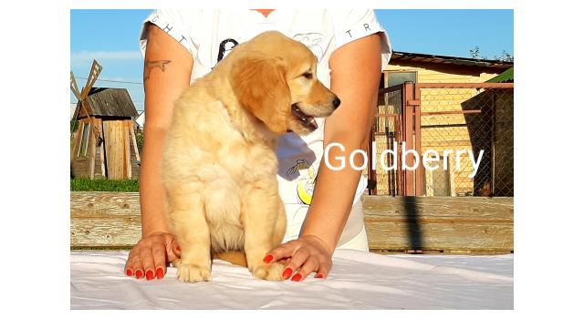 Щенки золотистого ретривера в питомнике Goldberry Щенки золотистого ретривера в питомнике Goldberry