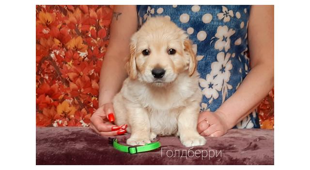 Щенки золотистого ретривера в питомнике Goldberry Щенки золотистого ретривера в питомнике Goldberry