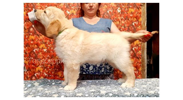 Щенки золотистого ретривера в питомнике Goldberry Щенки золотистого ретривера в питомнике Goldberry