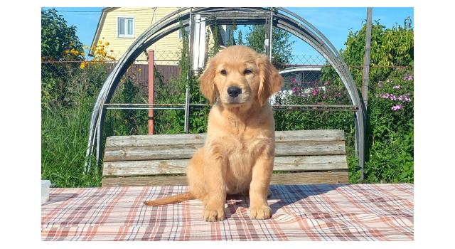 Щенки золотистого ретривера в питомнике Goldberry Щенки золотистого ретривера в питомнике Goldberry