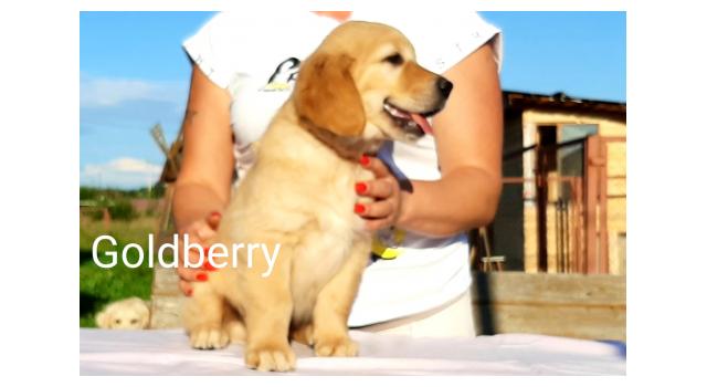 Щенки золотистого ретривера в питомнике Goldberry Щенки золотистого ретривера в питомнике Goldberry