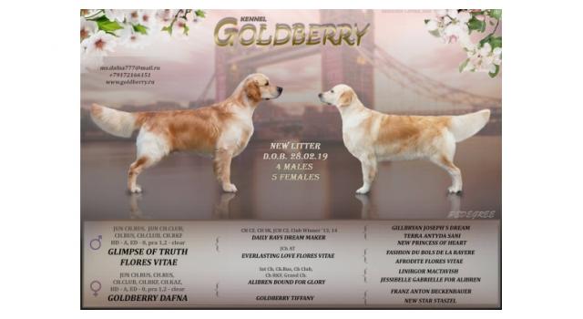Щенки в питомнике Goldberry Щенки в питомнике Goldberry