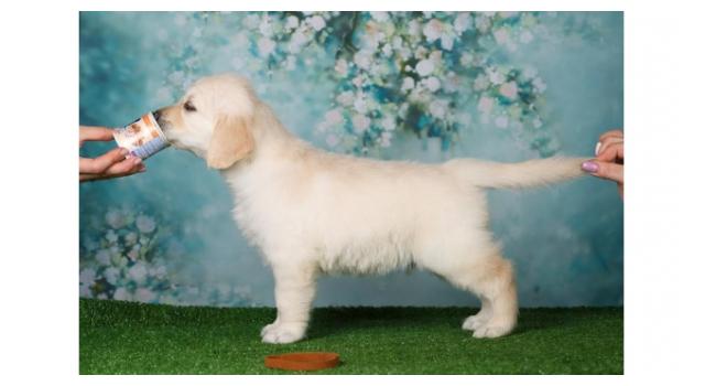 Щенки золотистого ретривера в питомнике Goldberry Щенки золотистого ретривера в питомнике Goldberry