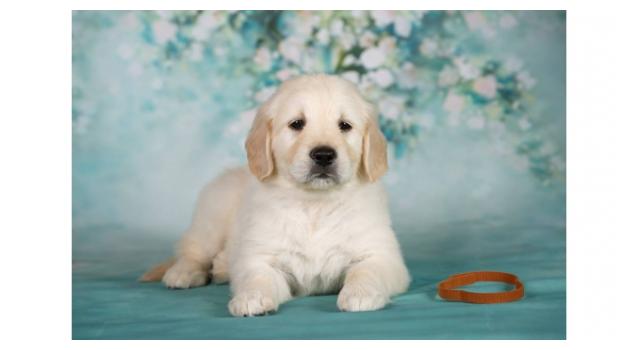 Щенки золотистого ретривера в питомнике Goldberry Щенки золотистого ретривера в питомнике Goldberry