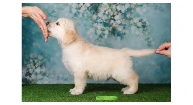 Щенки золотистого ретривера в питомнике Goldberry Щенки золотистого ретривера в питомнике Goldberry