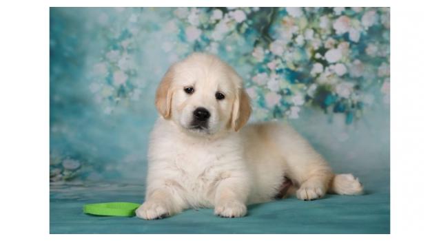 Щенки золотистого ретривера в питомнике Goldberry Щенки золотистого ретривера в питомнике Goldberry