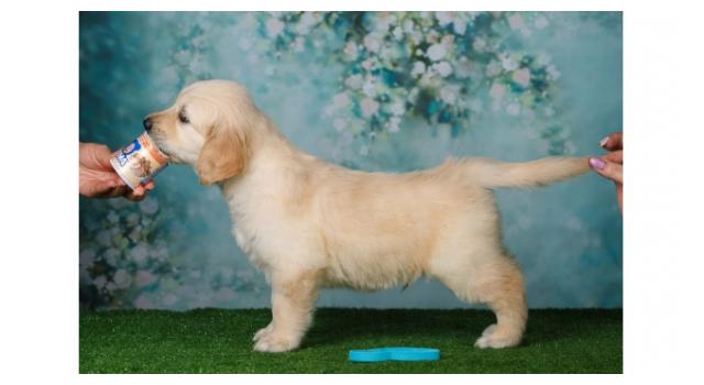 Щенки золотистого ретривера в питомнике Goldberry Щенки золотистого ретривера в питомнике Goldberry