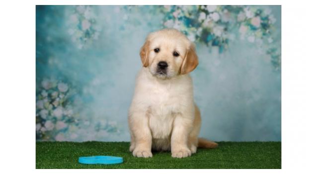 Щенки золотистого ретривера в питомнике Goldberry Щенки золотистого ретривера в питомнике Goldberry