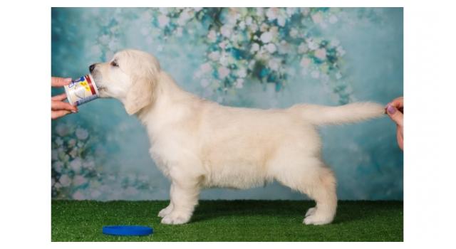 Щенки золотистого ретривера в питомнике Goldberry Щенки золотистого ретривера в питомнике Goldberry