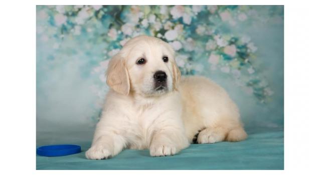 Щенки золотистого ретривера в питомнике Goldberry Щенки золотистого ретривера в питомнике Goldberry