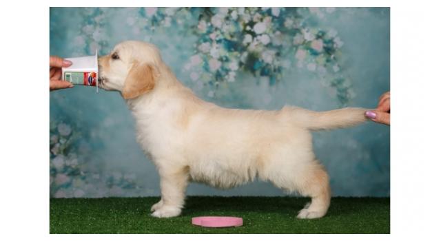 Щенки золотистого ретривера в питомнике Goldberry Щенки золотистого ретривера в питомнике Goldberry