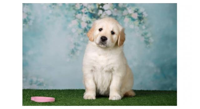 Щенки золотистого ретривера в питомнике Goldberry Щенки золотистого ретривера в питомнике Goldberry