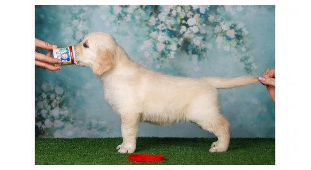 Щенки золотистого ретривера в питомнике Goldberry Щенки золотистого ретривера в питомнике Goldberry