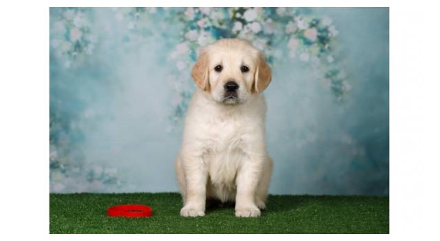 Щенки золотистого ретривера в питомнике Goldberry Щенки золотистого ретривера в питомнике Goldberry