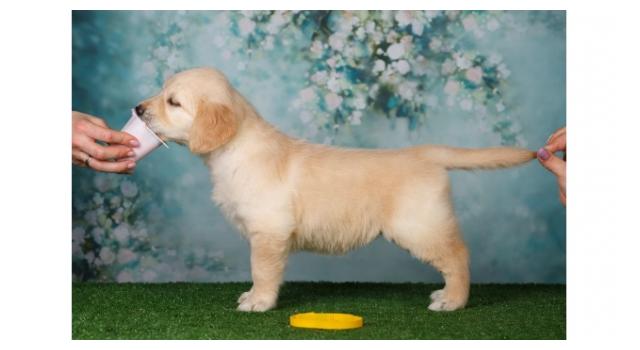 Щенки золотистого ретривера в питомнике Goldberry Щенки золотистого ретривера в питомнике Goldberry