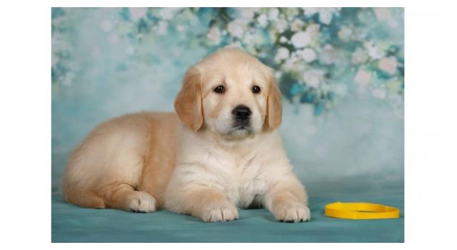 Щенки золотистого ретривера в питомнике Goldberry Щенки золотистого ретривера в питомнике Goldberry