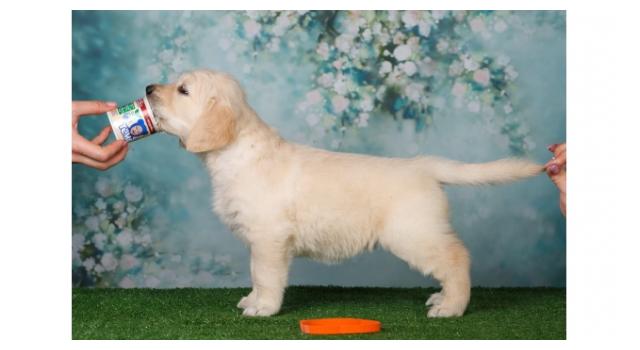 Щенки золотистого ретривера в питомнике Goldberry Щенки золотистого ретривера в питомнике Goldberry