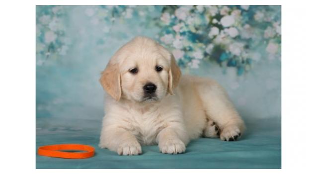 Щенки золотистого ретривера в питомнике Goldberry Щенки золотистого ретривера в питомнике Goldberry