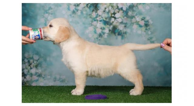 Щенки золотистого ретривера в питомнике Goldberry Щенки золотистого ретривера в питомнике Goldberry