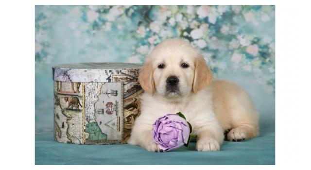 Щенки золотистого ретривера в питомнике Goldberry Щенки золотистого ретривера в питомнике Goldberry