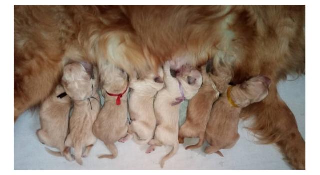 Щенки в питомнике Goldberry Щенки в питомнике Goldberry