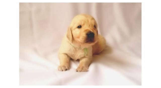 Щенки золотистого ретривера в питомнике Goldberry Щенки золотистого ретривера в питомнике Goldberry