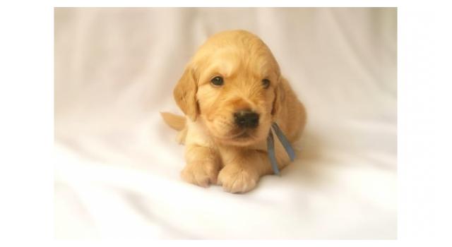 Щенки золотистого ретривера в питомнике Goldberry Щенки золотистого ретривера в питомнике Goldberry