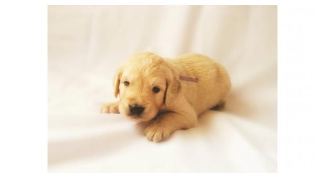 Щенки золотистого ретривера в питомнике Goldberry Щенки золотистого ретривера в питомнике Goldberry