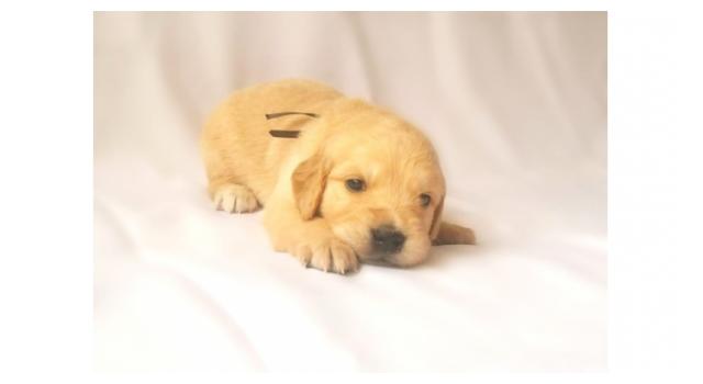 Щенки золотистого ретривера в питомнике Goldberry Щенки золотистого ретривера в питомнике Goldberry