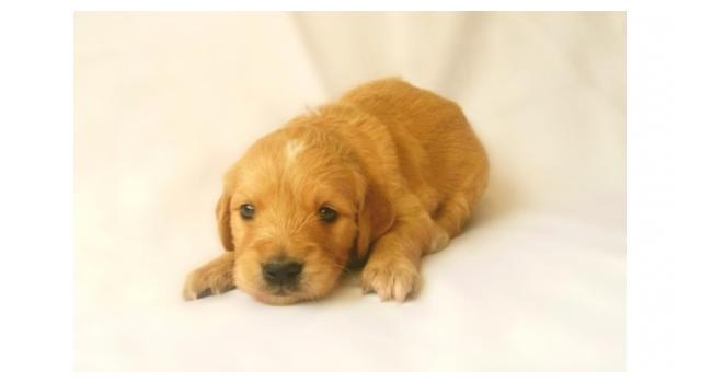 Щенки золотистого ретривера в питомнике Goldberry Щенки золотистого ретривера в питомнике Goldberry