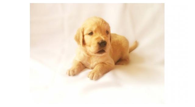 Щенки золотистого ретривера в питомнике Goldberry Щенки золотистого ретривера в питомнике Goldberry