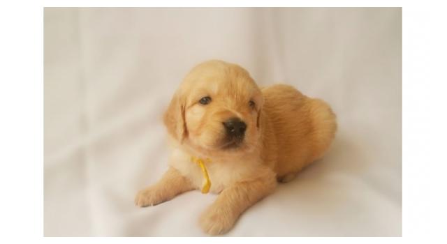 Щенки золотистого ретривера в питомнике Goldberry Щенки золотистого ретривера в питомнике Goldberry