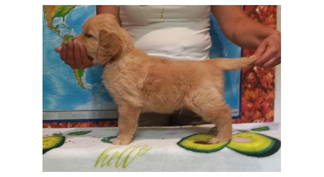 Щенки золотистого ретривера в питомнике Goldberry Щенки золотистого ретривера в питомнике Goldberry