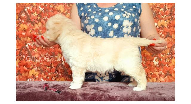 Щенки золотистого ретривера в питомнике Goldberry Щенки золотистого ретривера в питомнике Goldberry