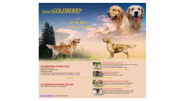 Щенки в питомнике Goldberry Щенки в питомнике Goldberry