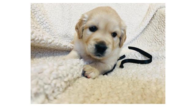 Щенки золотистого ретривера в питомнике Goldberry Щенки золотистого ретривера в питомнике Goldberry