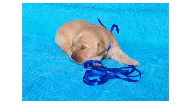 Щенки золотистого ретривера в питомнике Goldberry Щенки золотистого ретривера в питомнике Goldberry