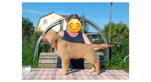 Щенки золотистого ретривера в питомнике Goldberry Щенки золотистого ретривера в питомнике Goldberry